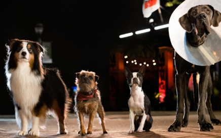 Dara Taylor on scoring R rated talking dog flick ‘Strays’: ‘It's insanity, but in the best way”